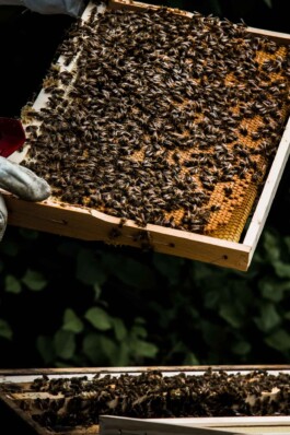 Logo Website Juliane Haerendel Fotografin München