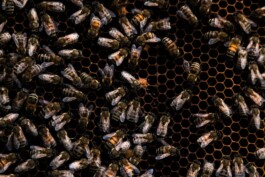 Logo Website Juliane Haerendel Fotografin München