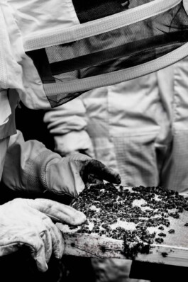 Logo Website Juliane Haerendel Fotografin München