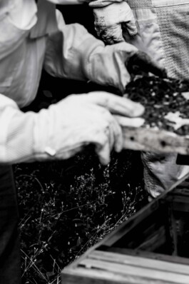 Logo Website Juliane Haerendel Fotografin München