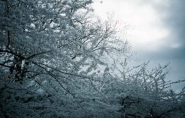 Logo Website Juliane Haerendel Fotografin München